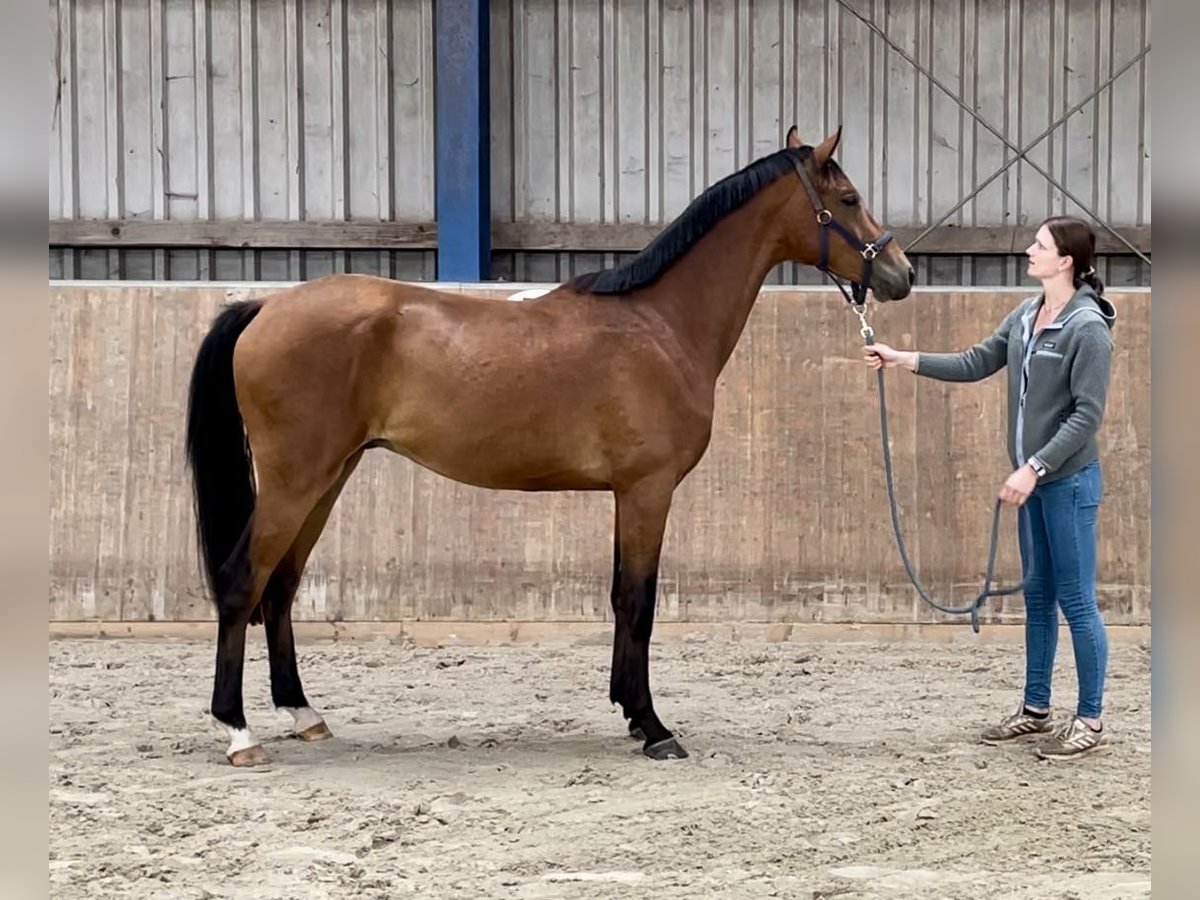 Koń półkrwi arabskiej (Arabian Partbred) Wałach 2 lat 165 cm Gniada in Bad Oldesloe