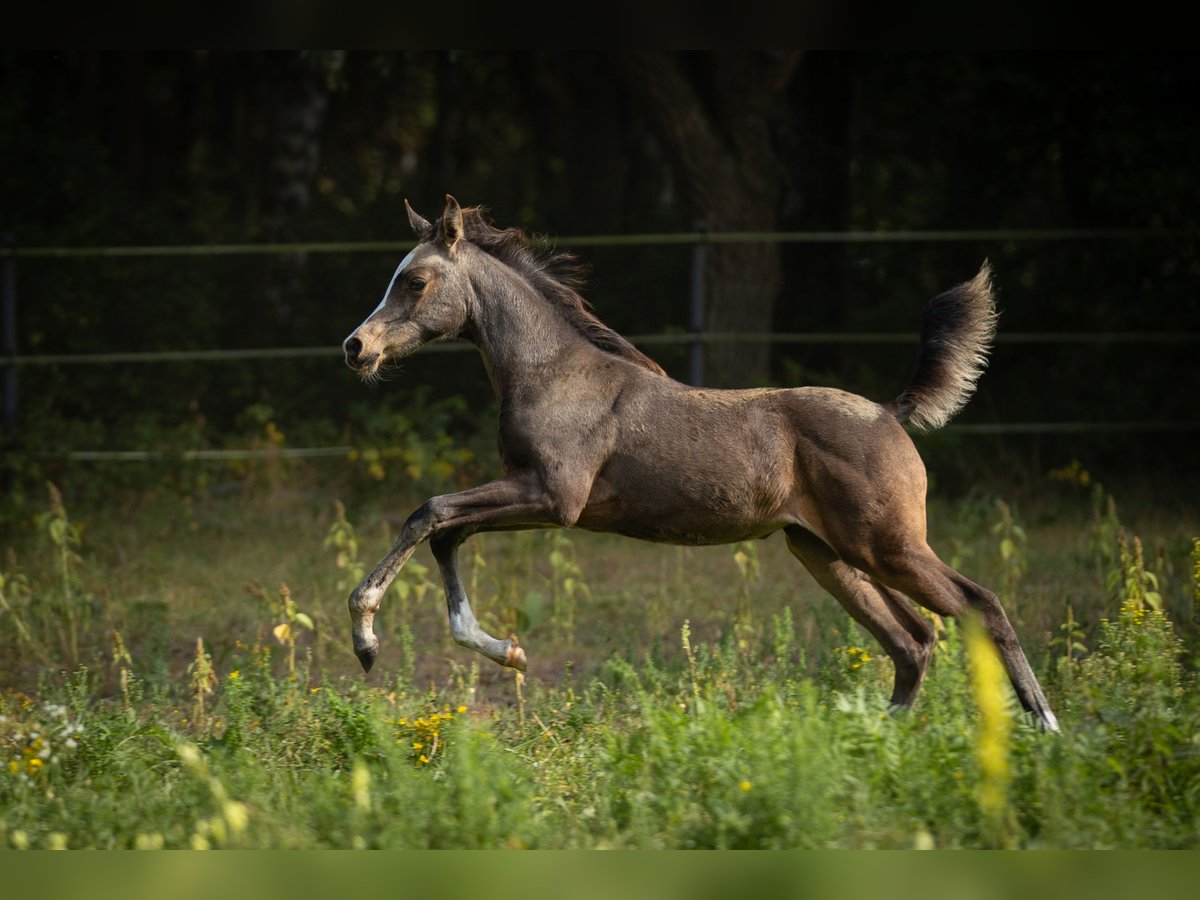 Koń półkrwi arabskiej (Arabian Partbred) Klacz 1 Rok 153 cm Jelenia in Lüdersdorf