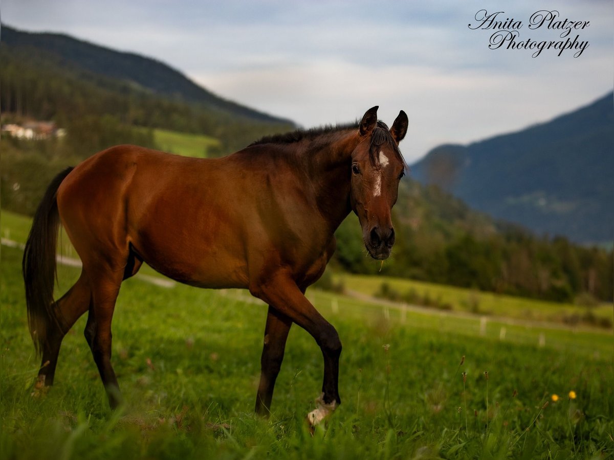 Koń półkrwi arabskiej (Arabian Partbred) Klacz 2 lat in Rauris