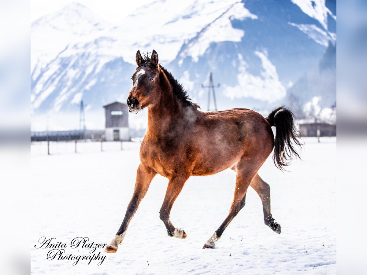 Koń półkrwi arabskiej (Arabian Partbred) Klacz 2 lat in Rauris