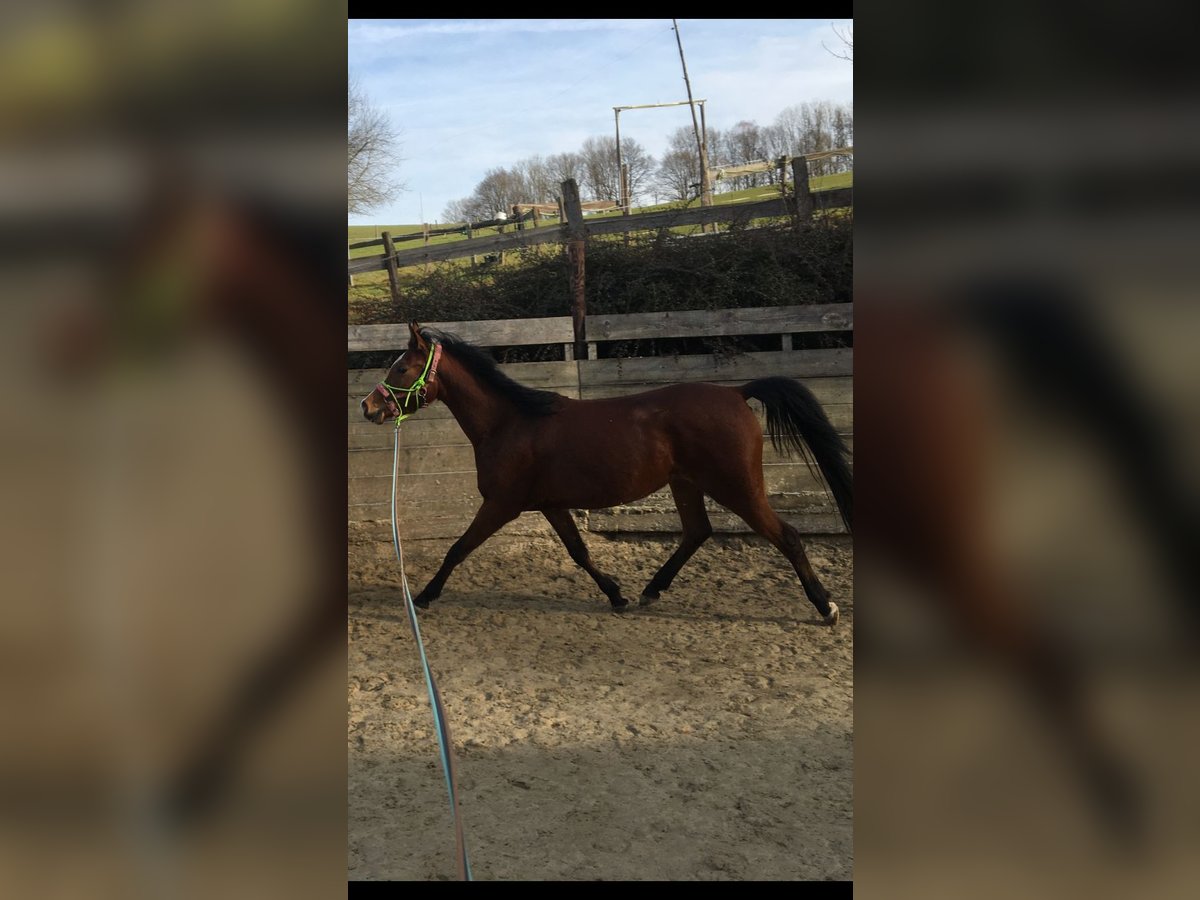 Koń półkrwi arabskiej (Arabian Partbred) Klacz 4 lat 150 cm Gniada in Gummersbach