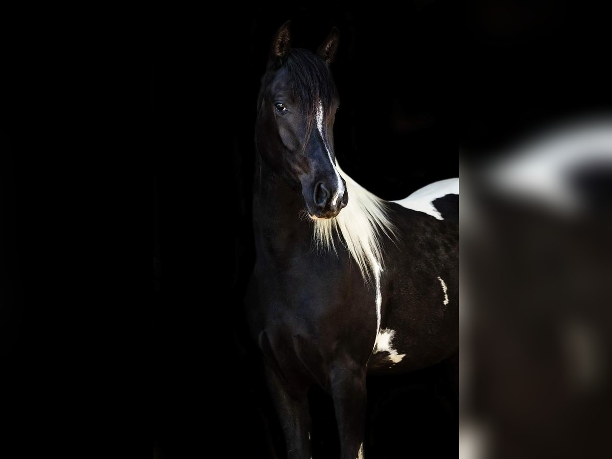 Koń półkrwi arabskiej (Arabian Partbred) Klacz 4 lat Tobiano wszelkich maści in Kleblach-Lind