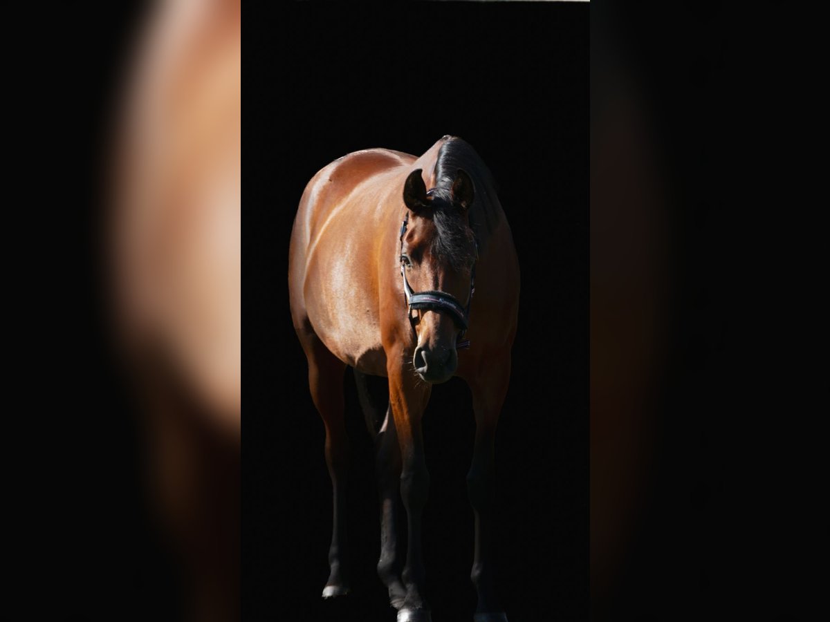 Koń półkrwi arabskiej (Arabian Partbred) Klacz 6 lat 155 cm Gniada in Waren