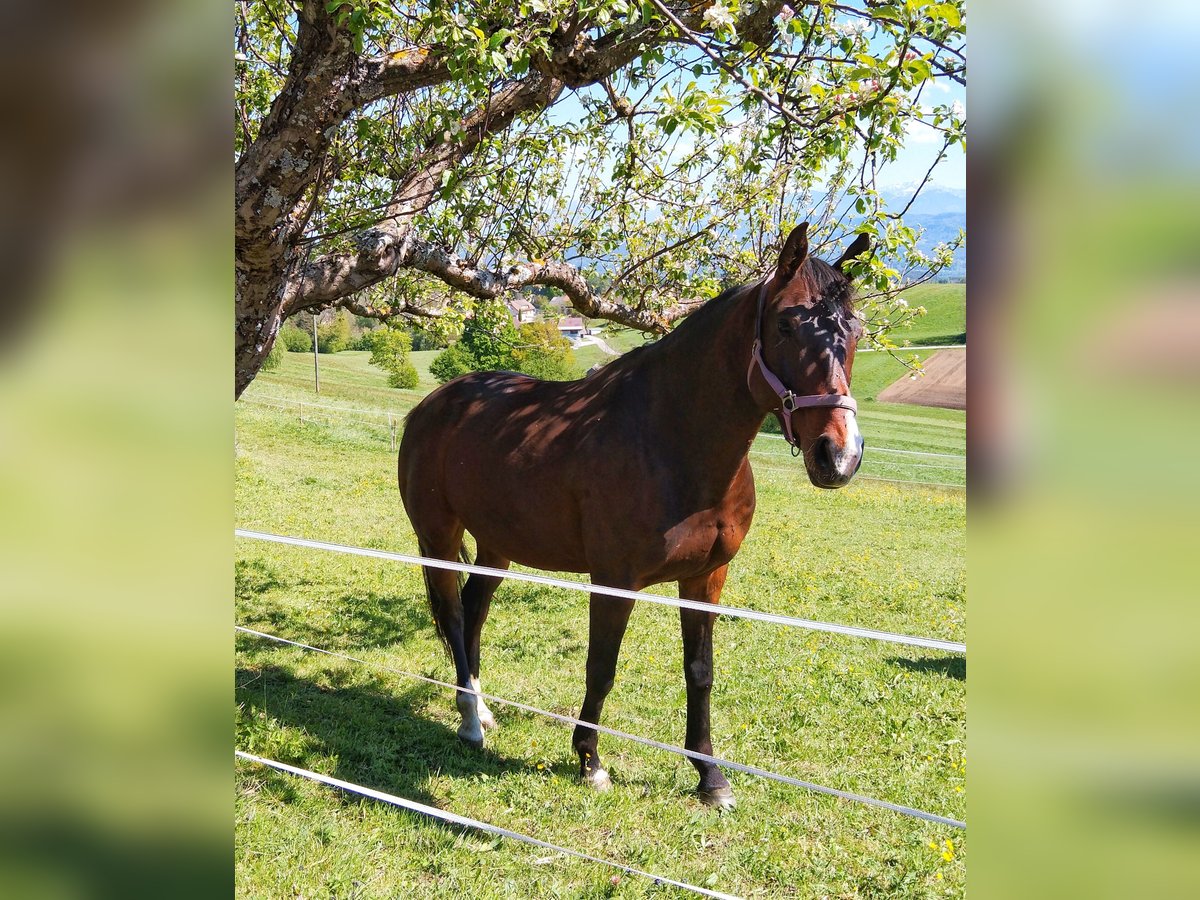 Koń półkrwi arabskiej (Arabian Partbred) Klacz 8 lat 163 cm Ciemnogniada in Köstenberg