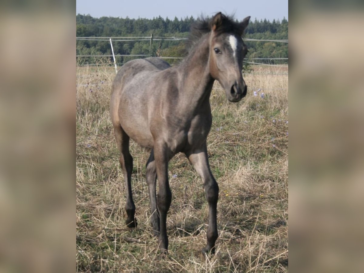 Koń półkrwi arabskiej (Arabian Partbred) Ogier 1 Rok 150 cm Siwa in Rosenberg