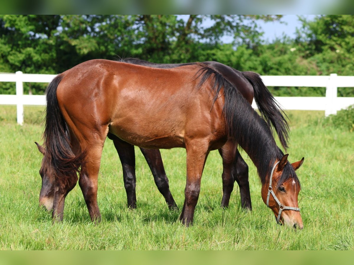 Koń półkrwi arabskiej (Arabian Partbred) Ogier 1 Rok 165 cm Gniada in Bad Oldesloe