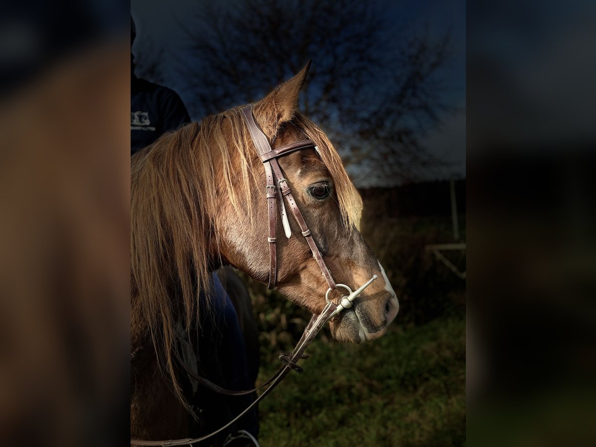 Koń półkrwi arabskiej (Arabian Partbred) Wałach 12 lat 153 cm Kasztanowata in Rot an der Rot