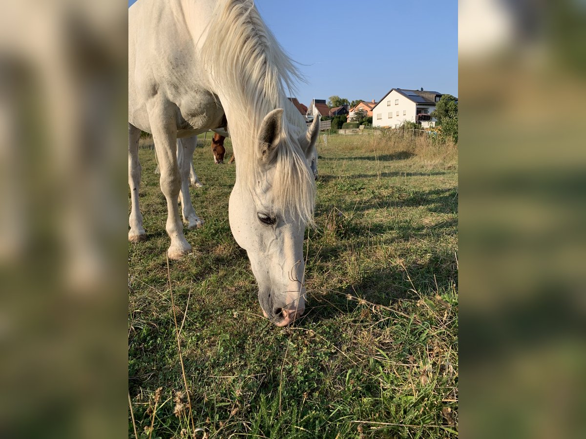 Koń półkrwi arabskiej (Arabian Partbred) Mix Wałach 20 lat 152 cm Siwa in Lonnerstadt