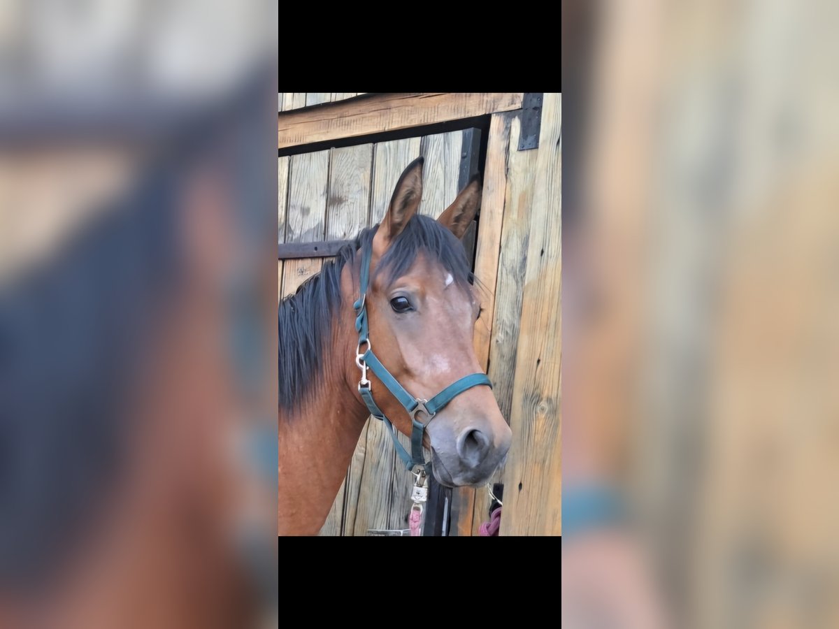 Koń półkrwi arabskiej (Arabian Partbred) Wałach 2 lat 153 cm Gniada in Lüdinghausen