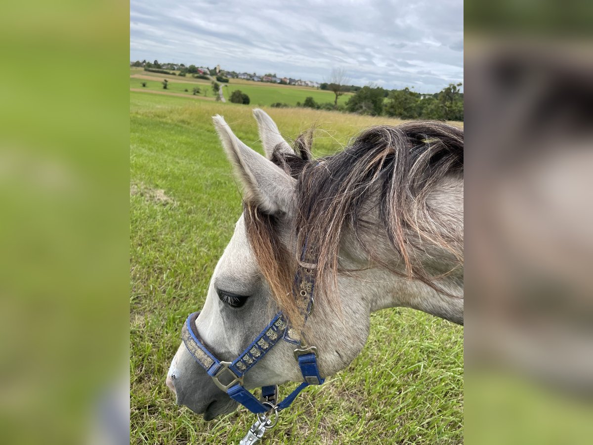 Koń półkrwi arabskiej (Arabian Partbred) Wałach 3 lat 140 cm in Rehlingen-Siersburg