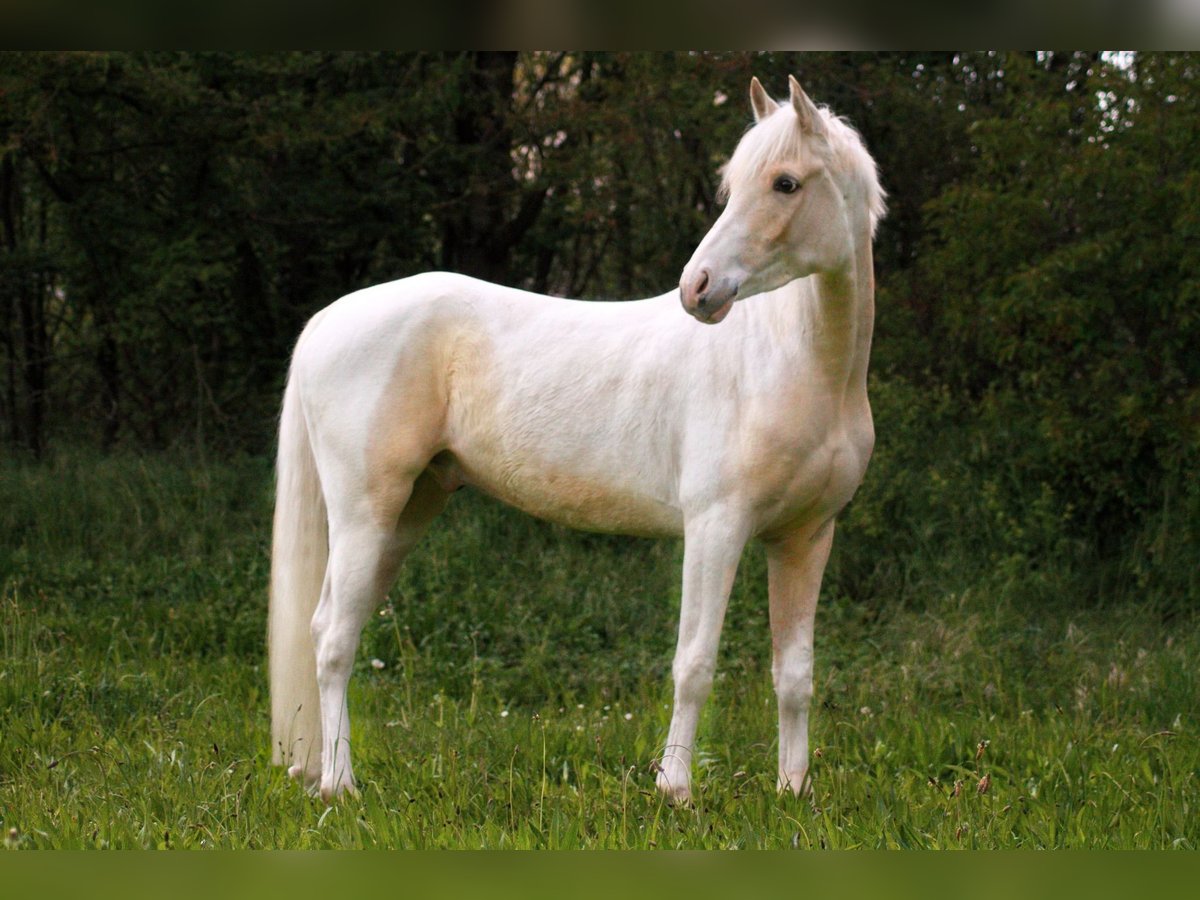 Koń półkrwi arabskiej (Arabian Partbred) Wałach 5 lat 148 cm Srokata in Viernheim