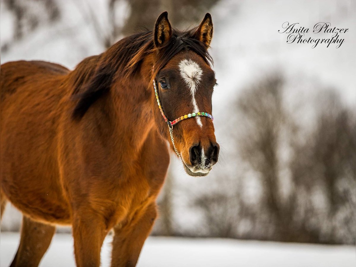 Koń półkrwi arabskiej (Arabian Partbred) Wałach 5 lat 159 cm Ciemnogniada in Laufen