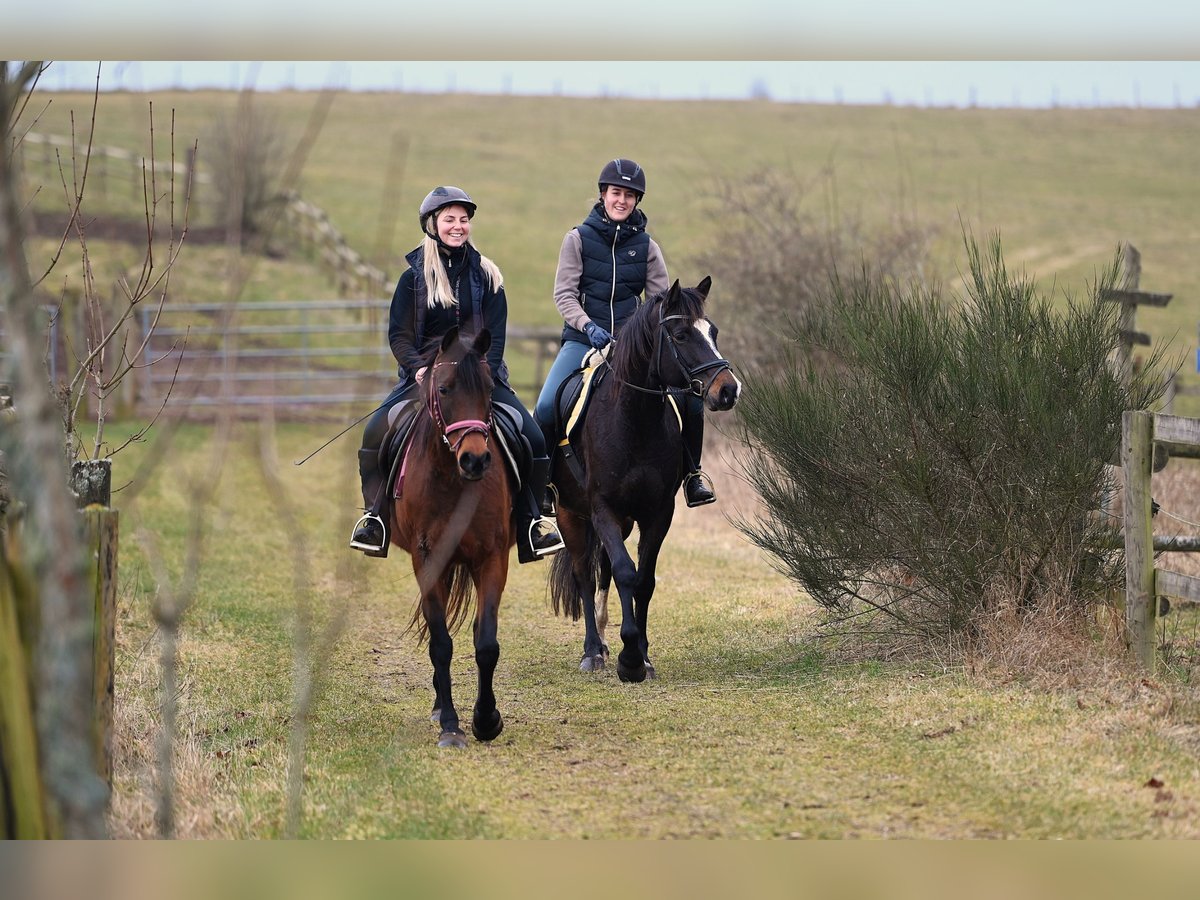 Koń półkrwi arabskiej (Arabian Partbred) Wałach 5 lat 160 cm Ciemnogniada in idar Oberstein /Hintertiefenbach