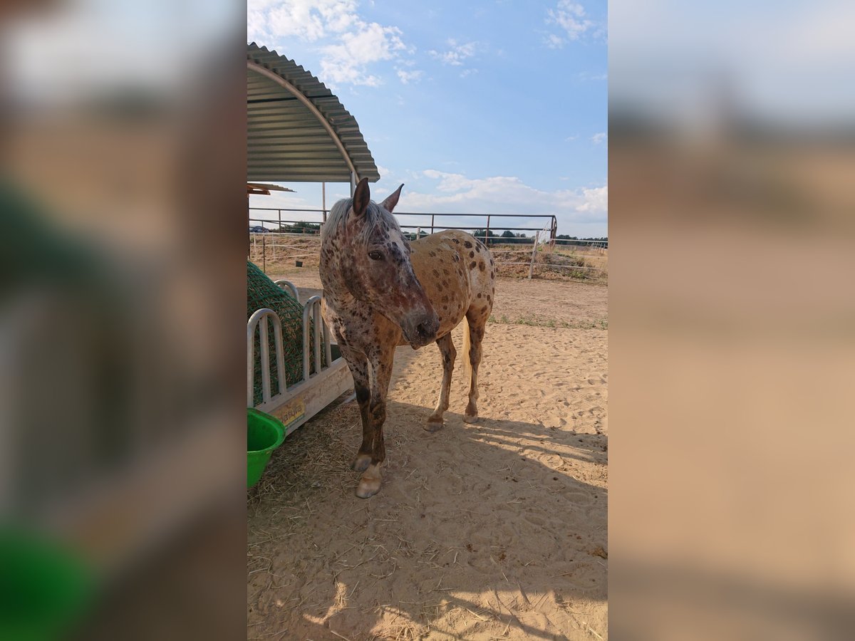 Koń półkrwi arabskiej (Arabian Partbred) Mix Wałach 9 lat 147 cm Tarantowata in Wallroda