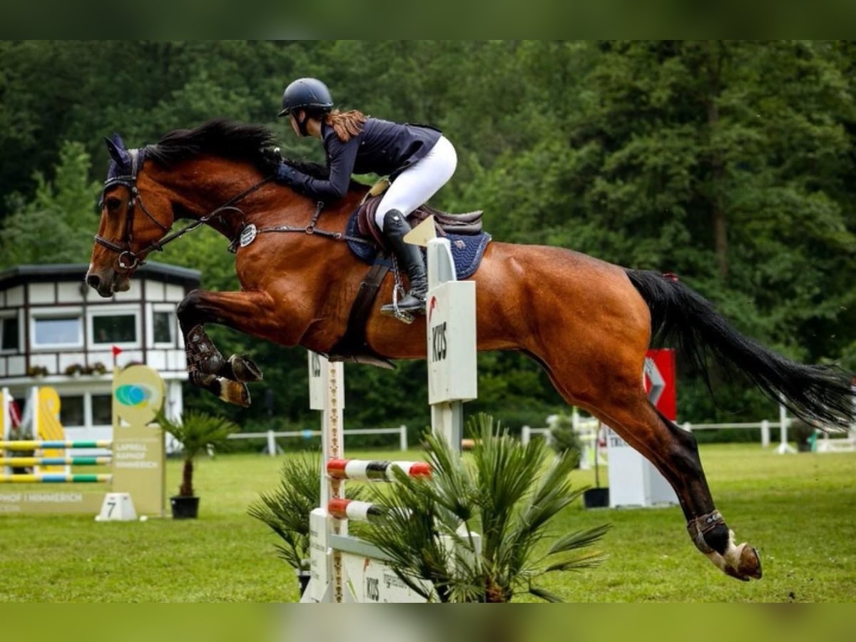 Koń reński Klacz 11 lat 172 cm Gniada in Geilenkirchen