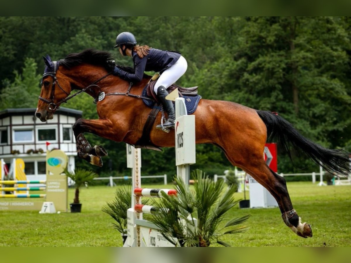 Koń reński Klacz 11 lat 172 cm Gniada in Übach-Palenberg