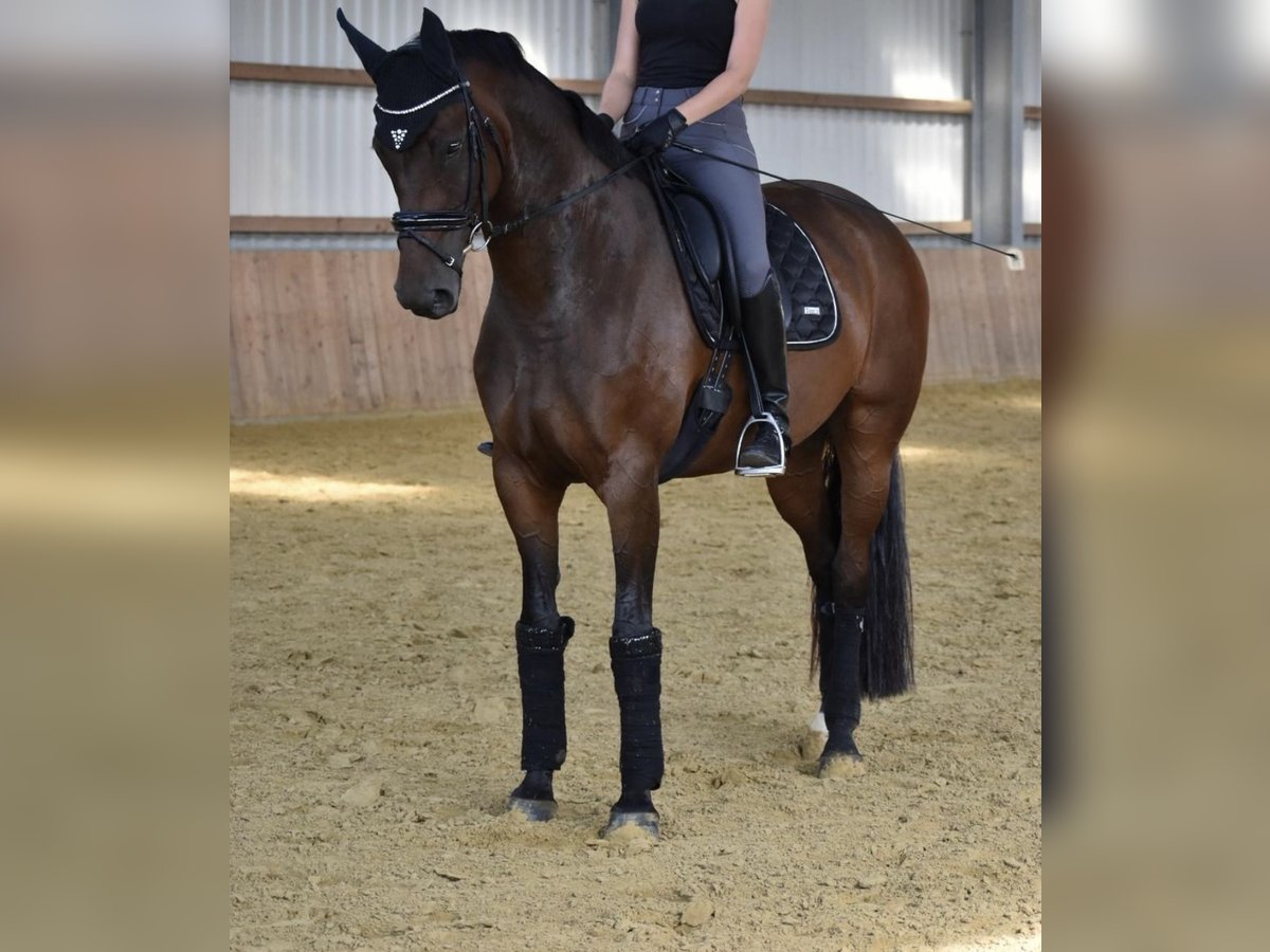 Koń reński Klacz 12 lat 172 cm Gniada in Düsseldorf