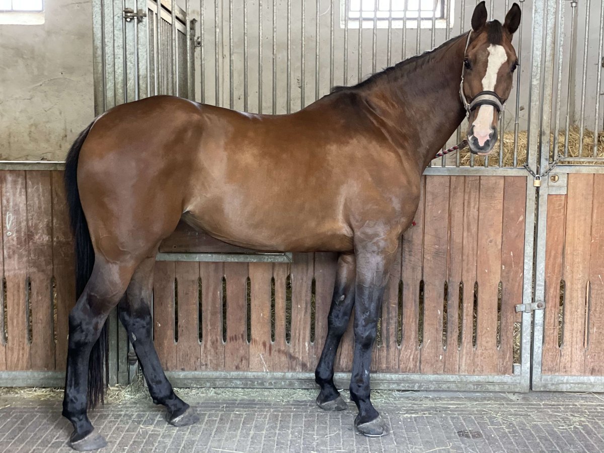 Koń reński Klacz 12 lat 176 cm Gniada in Mülheim an der Ruhr