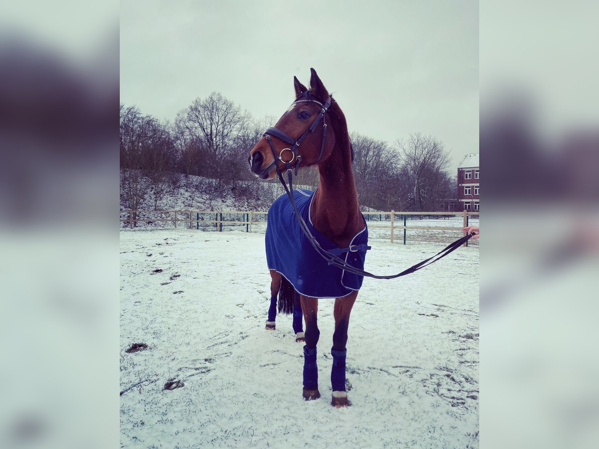 Koń reński Klacz 13 lat 164 cm Gniada in Dülmen