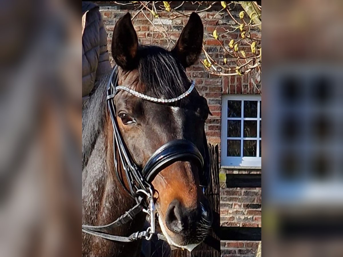 Koń reński Klacz 14 lat 164 cm Ciemnogniada in Köln