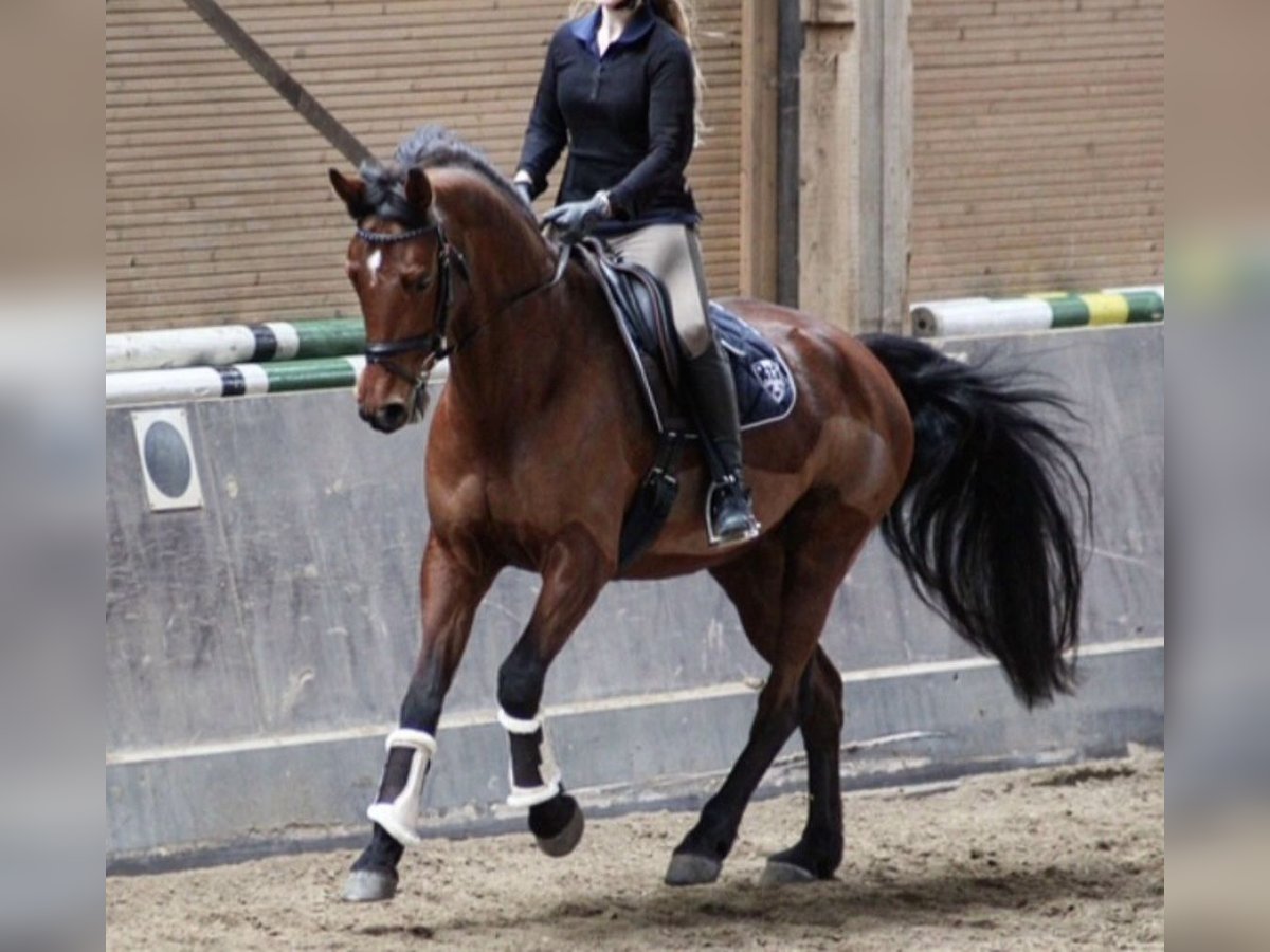 Koń reński Klacz 15 lat 164 cm Gniada in Lahnau