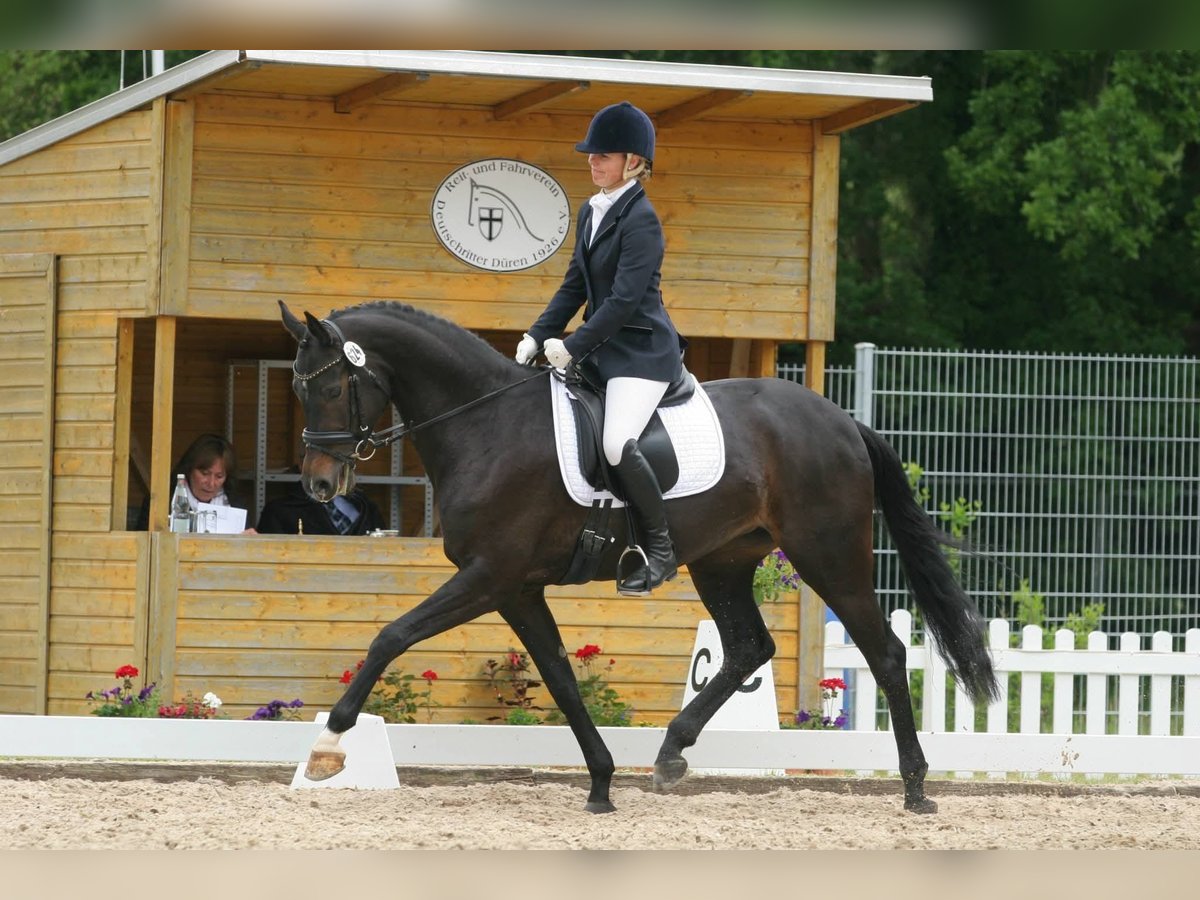 Koń reński Klacz 15 lat 165 cm Ciemnogniada in Z&#xFC;lpichZ&#xFC;lpich