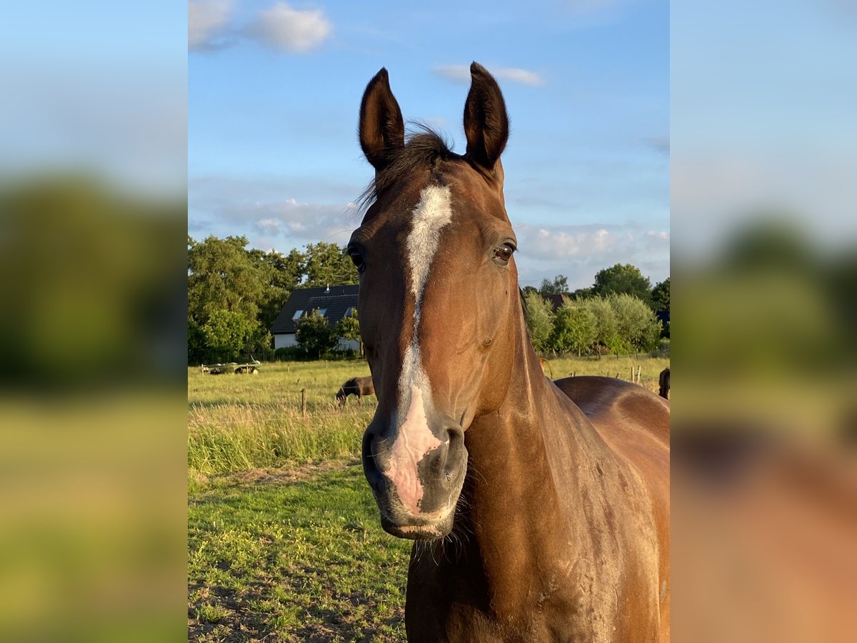 Koń reński Klacz 16 lat 167 cm Ciemnogniada in Soest