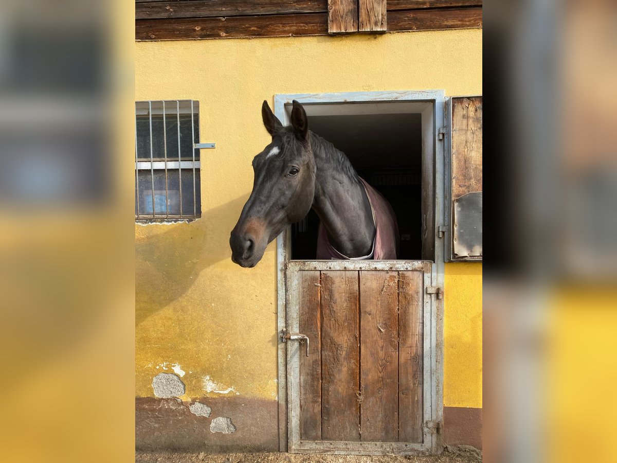 Koń reński Klacz 16 lat 180 cm Kara in Eppenstein