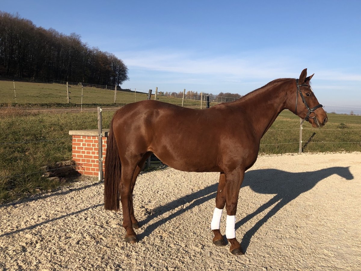 Koń reński Klacz 18 lat 174 cm Kasztanowata in Liebstadt