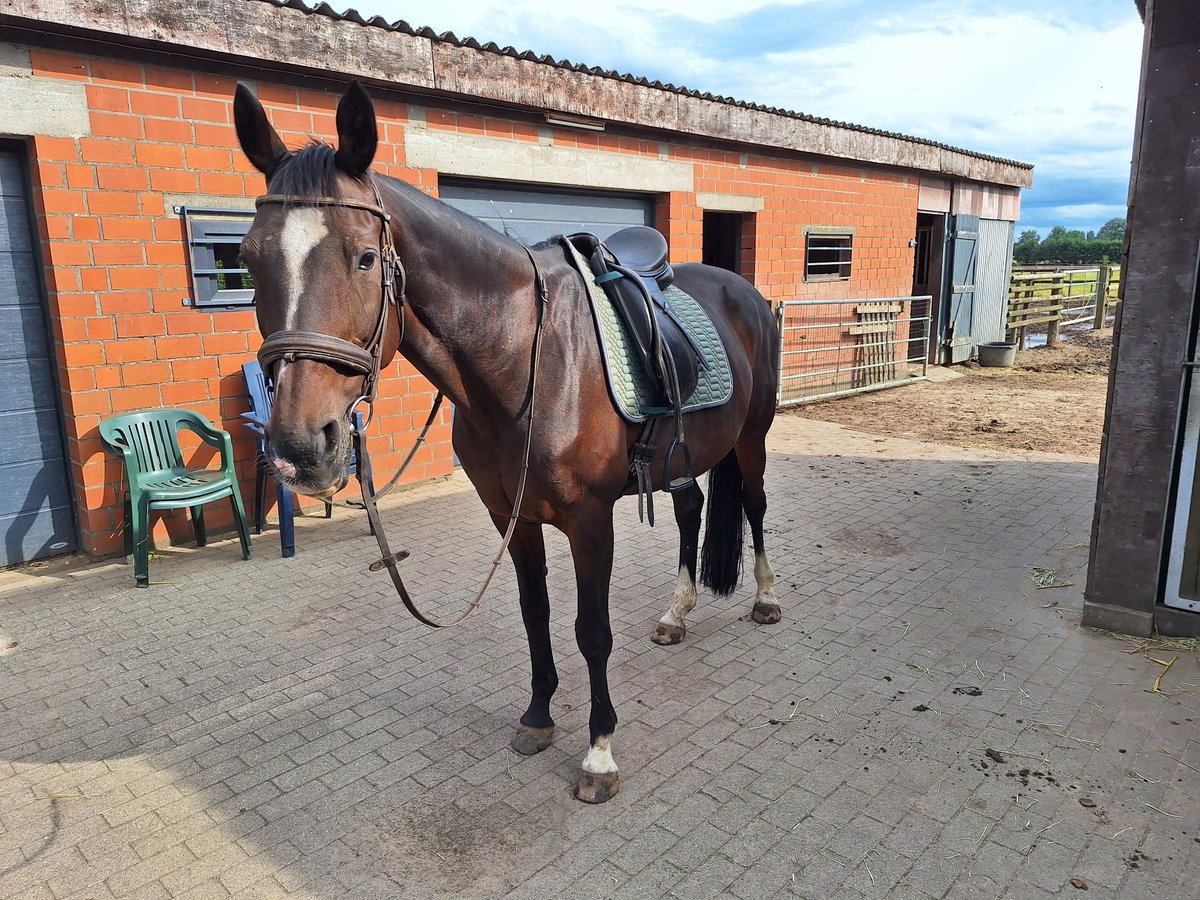 Koń reński Klacz 19 lat 163 cm Gniada in Bocholt
