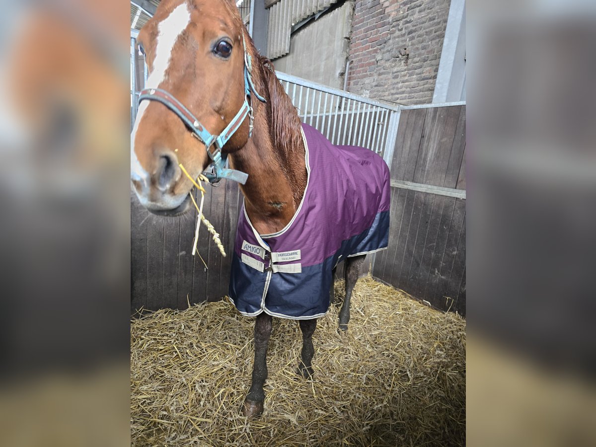 Koń reński Klacz 20 lat 165 cm Gniada in Recklinghausen