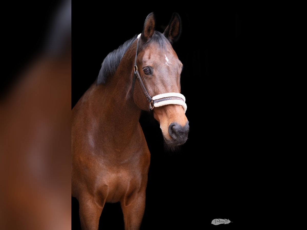 Koń reński Klacz 20 lat 165 cm Gniada in Meerbusch