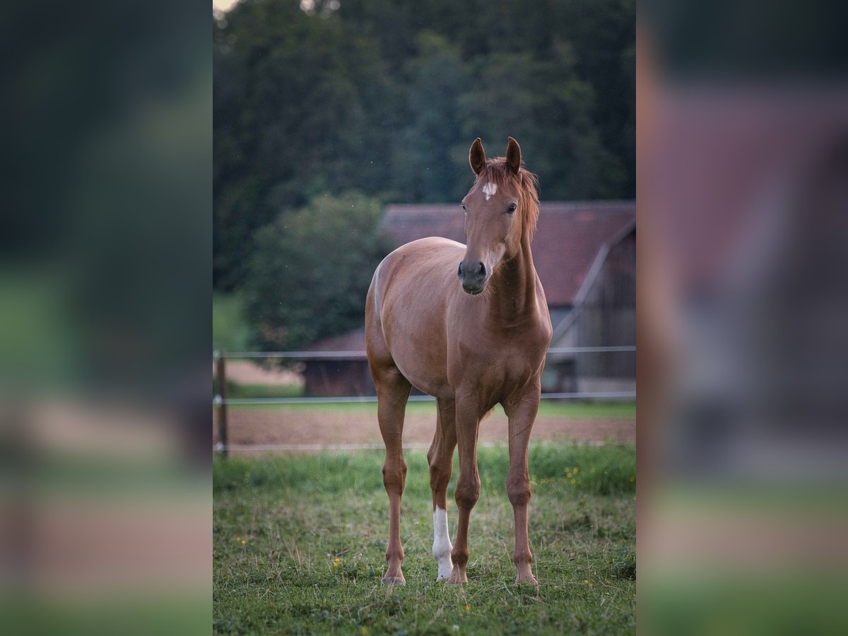 Koń reński Klacz 3 lat 163 cm Ciemnokasztanowata in Burladingen