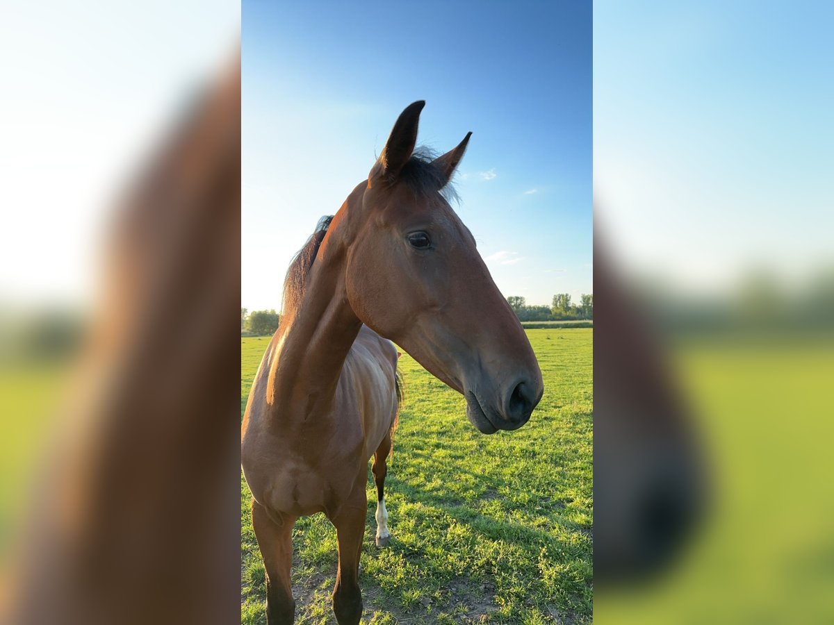 Koń reński Klacz 3 lat 172 cm Gniada in Babenhausen