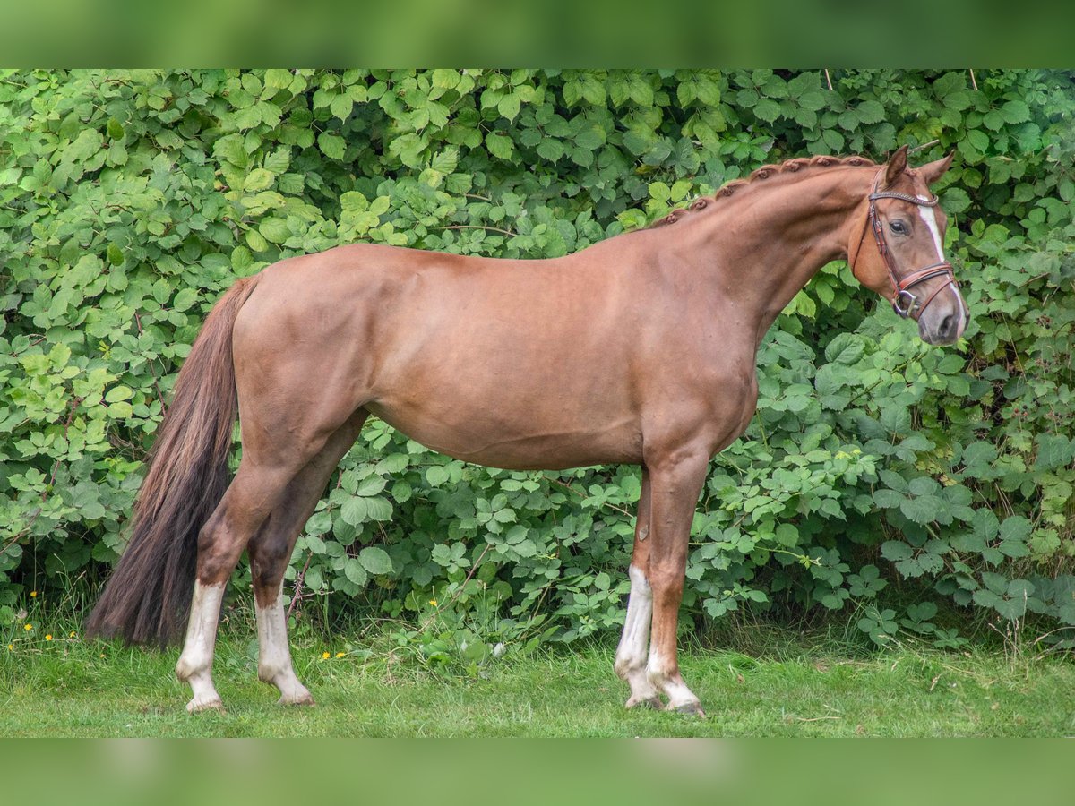 Koń reński Klacz 4 lat 156 cm Kasztanowata in Hanerau-Hademarschen