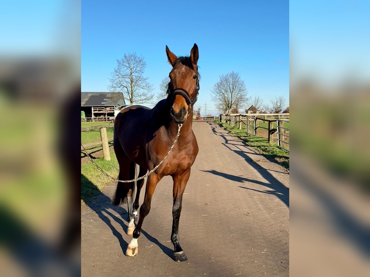 Koń reński Klacz 5 lat 168 cm Gniada in Grevenbroich