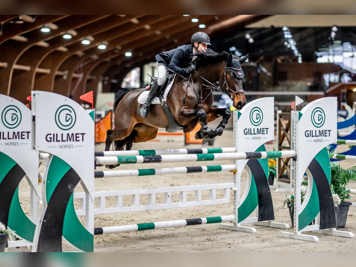 Koń reński Klacz 6 lat 165 cm Ciemnogniada in Schrobenhausen