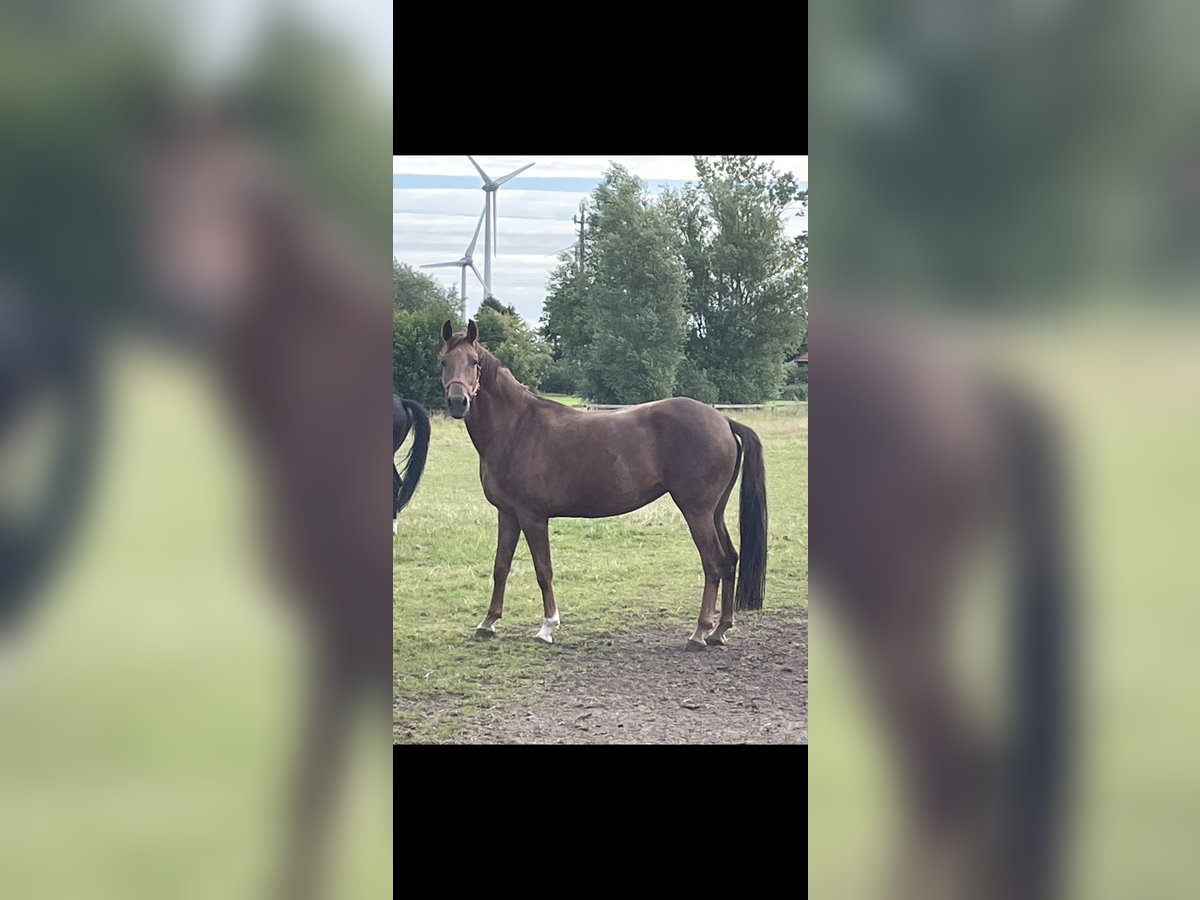 Koń reński Klacz 6 lat 170 cm Ciemnokasztanowata in Dornum