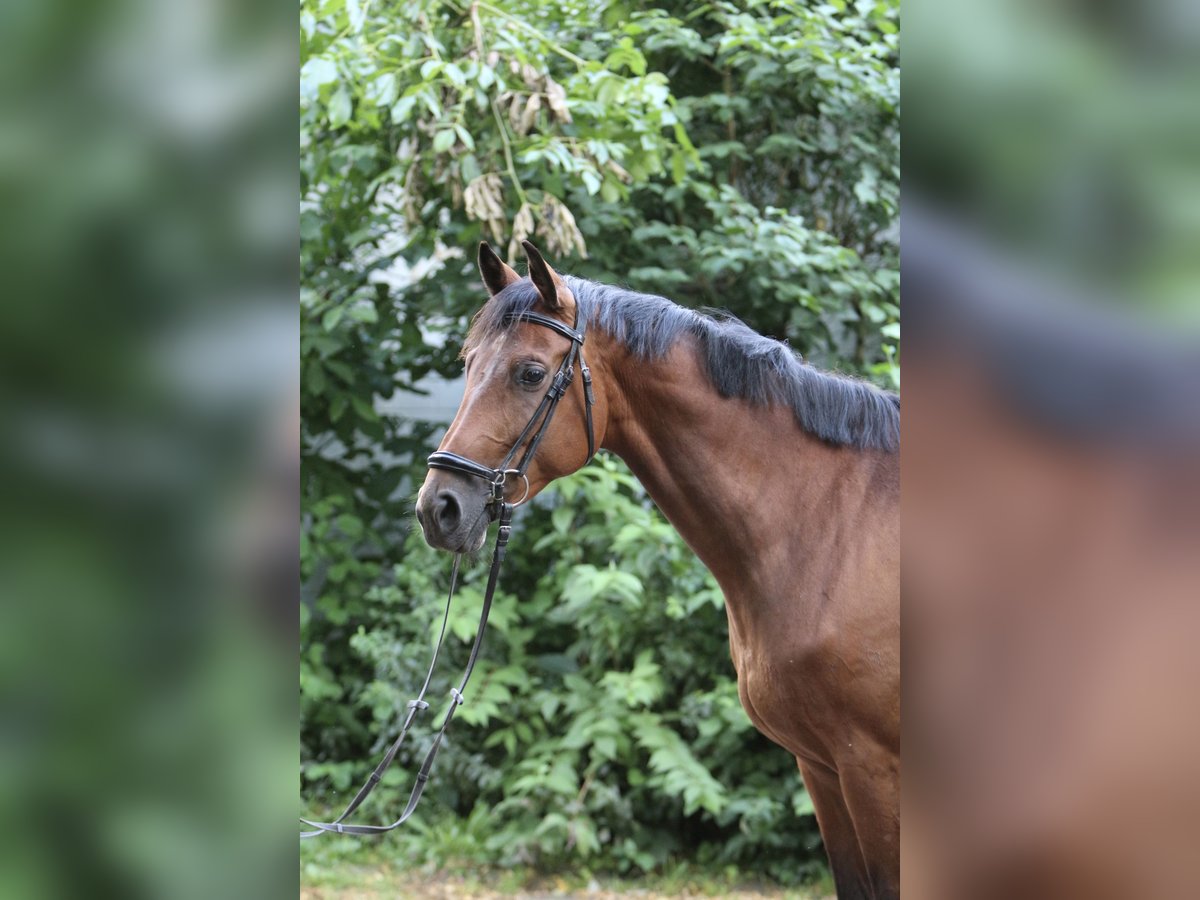 Koń reński Klacz 7 lat 164 cm Gniada in Erftstadt