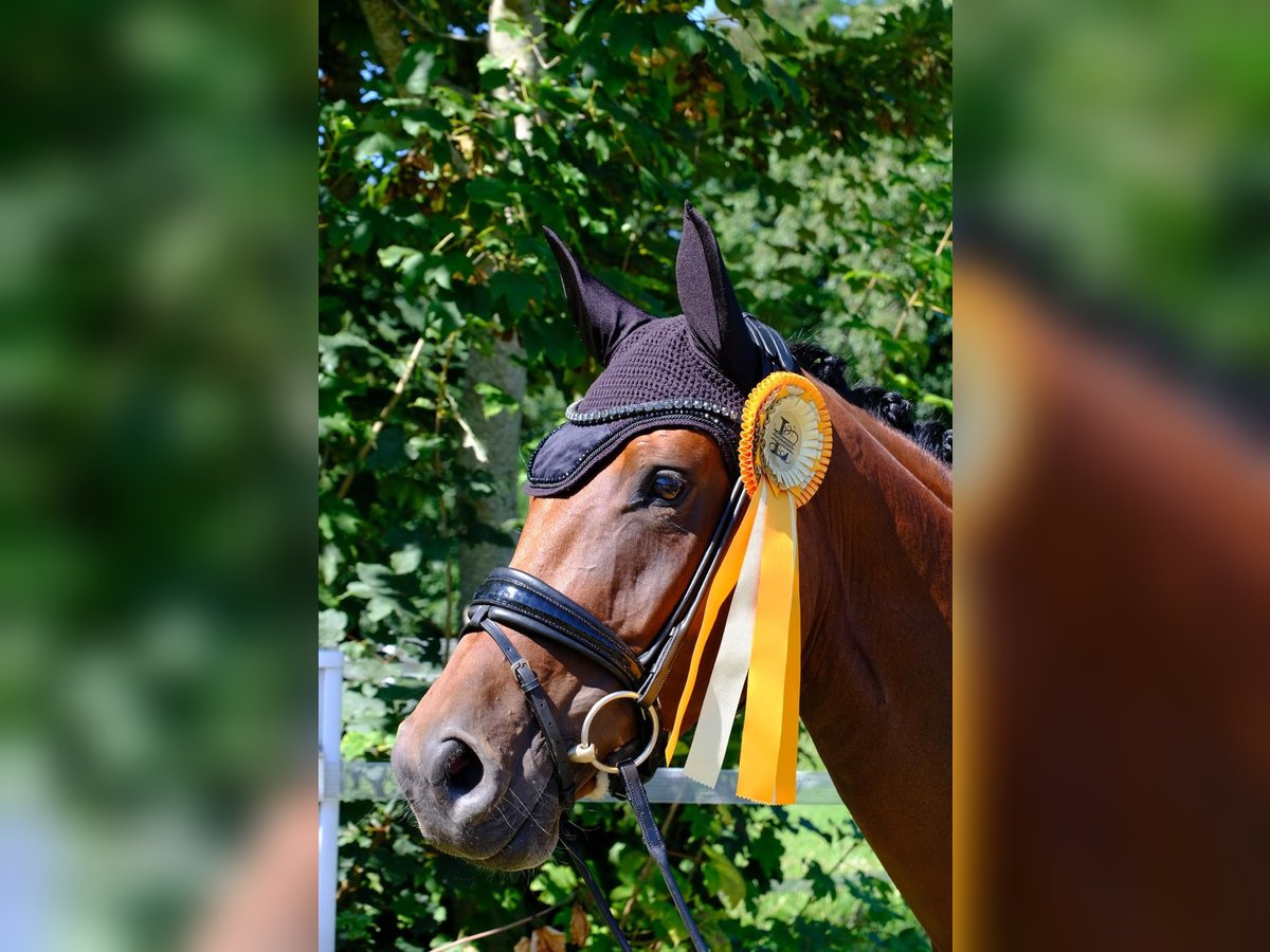 Koń reński Klacz 7 lat 166 cm Gniada in Wesel