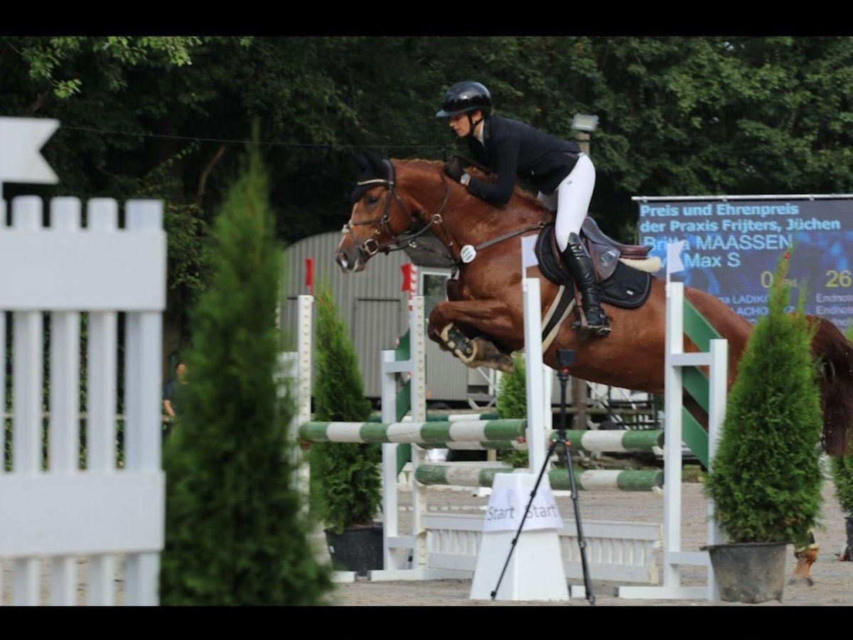 Koń reński Klacz 7 lat 166 cm Kasztanowata in Grevenbroich