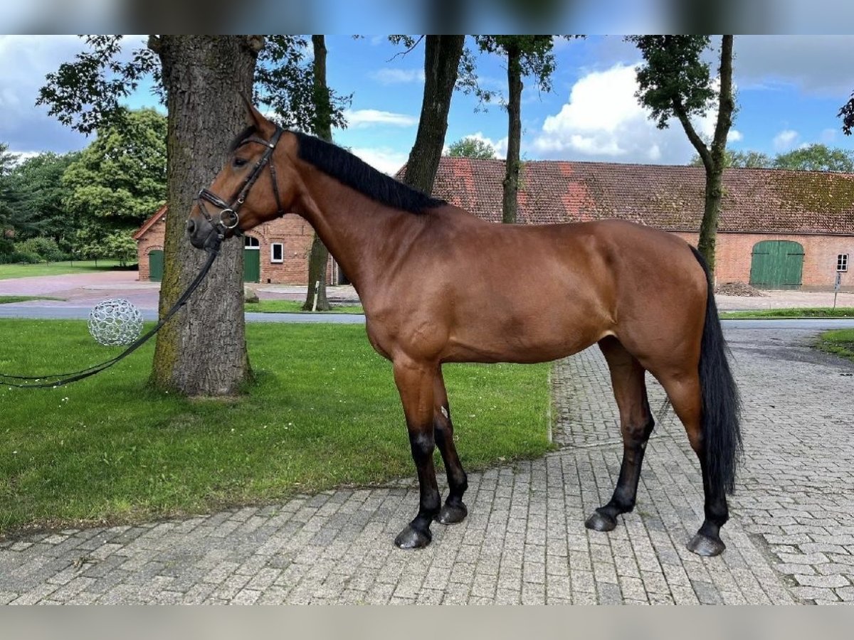 Koń reński Klacz 7 lat 172 cm Gniada in Lohmar