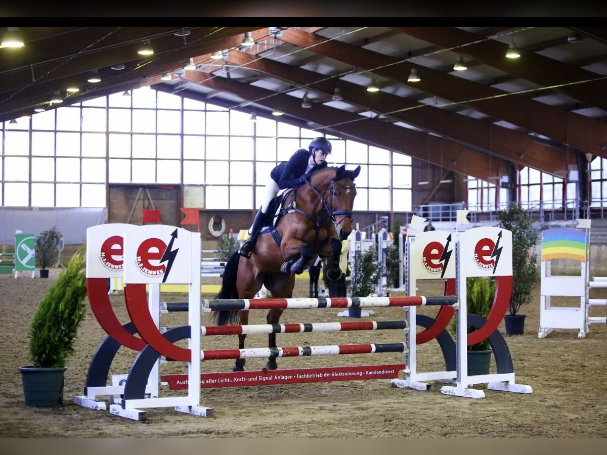 Koń reński Klacz 7 lat 172 cm Gniada in Lohmar