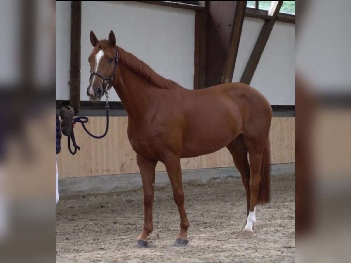 Koń reński Klacz 8 lat 160 cm Kasztanowata in Simbach am Inn