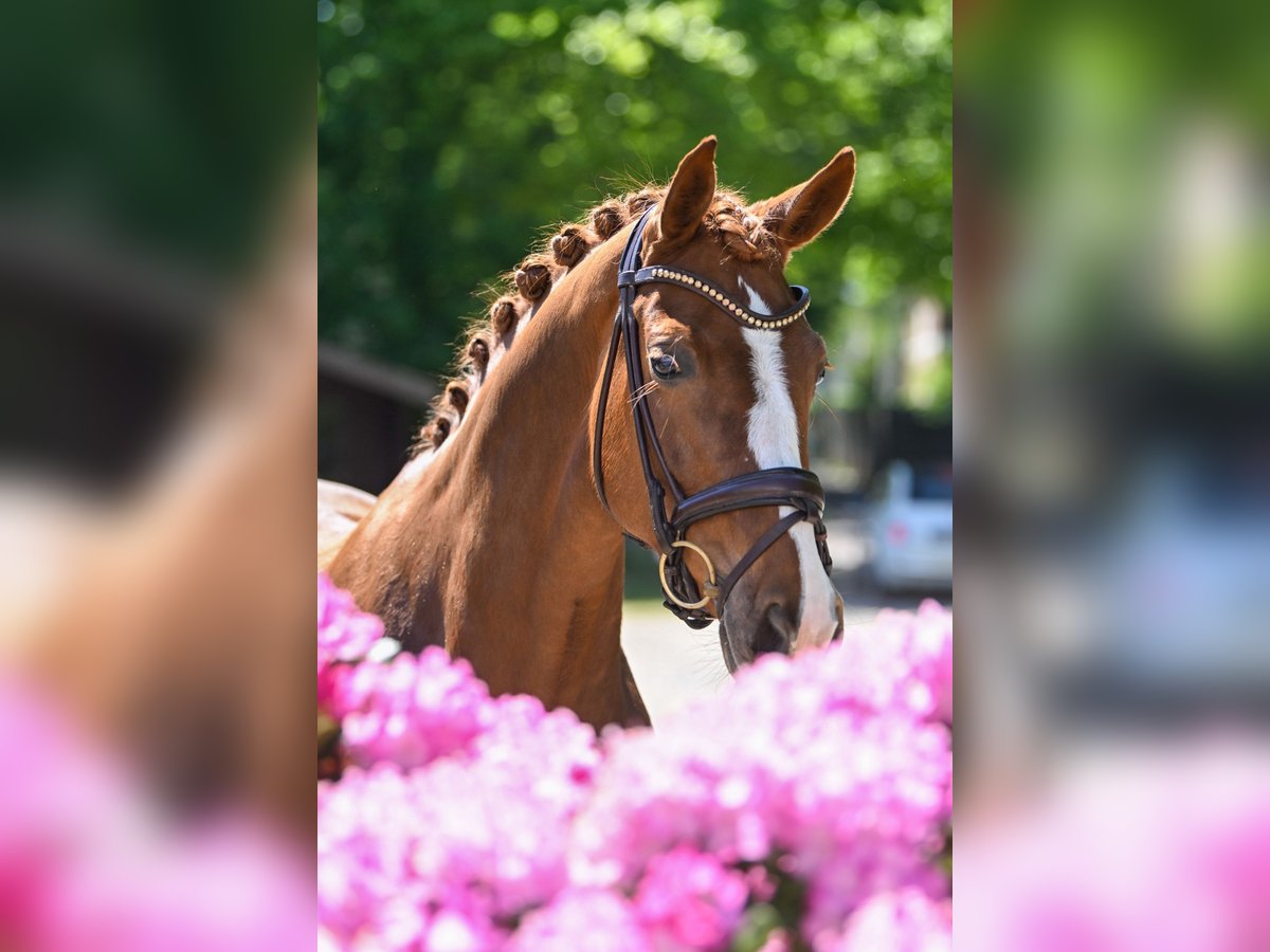 Koń reński Klacz 8 lat 167 cm Kasztanowata in KrefeldKrefeld