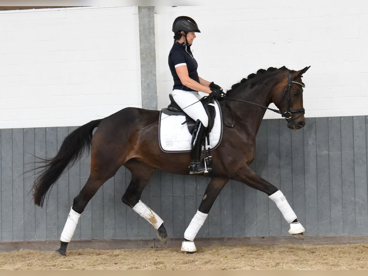 Koń reński Klacz 8 lat 168 cm Ciemnogniada in Tiddische