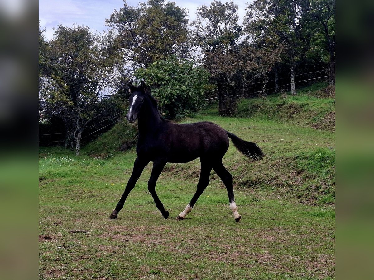 Koń reński Ogier Źrebak (06/2025) 165 cm Gniada in Kozina