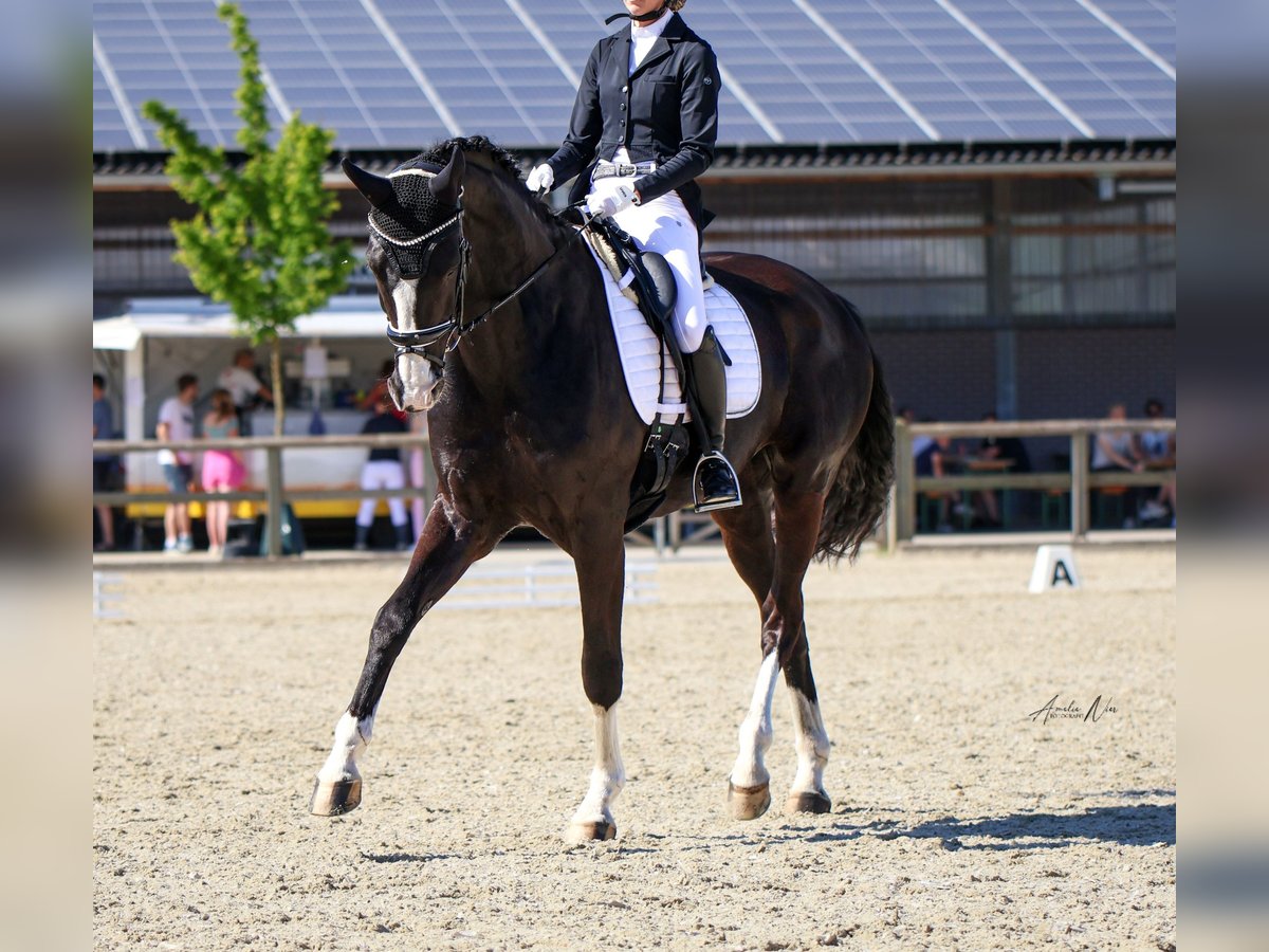 Koń reński Wałach 14 lat 182 cm Kara in Gronau (Westfalen)