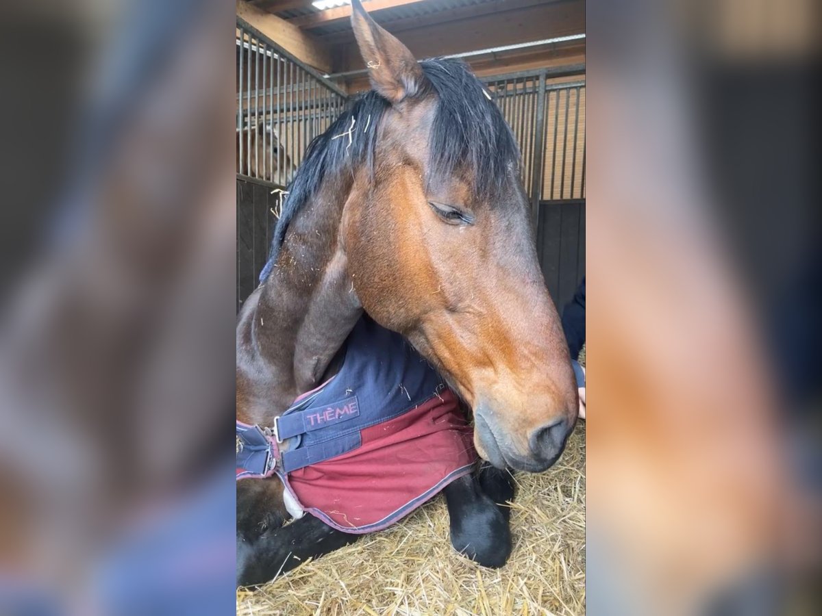 Koń reński Wałach 16 lat 168 cm Gniada in Neunkirchen-Seelscheid