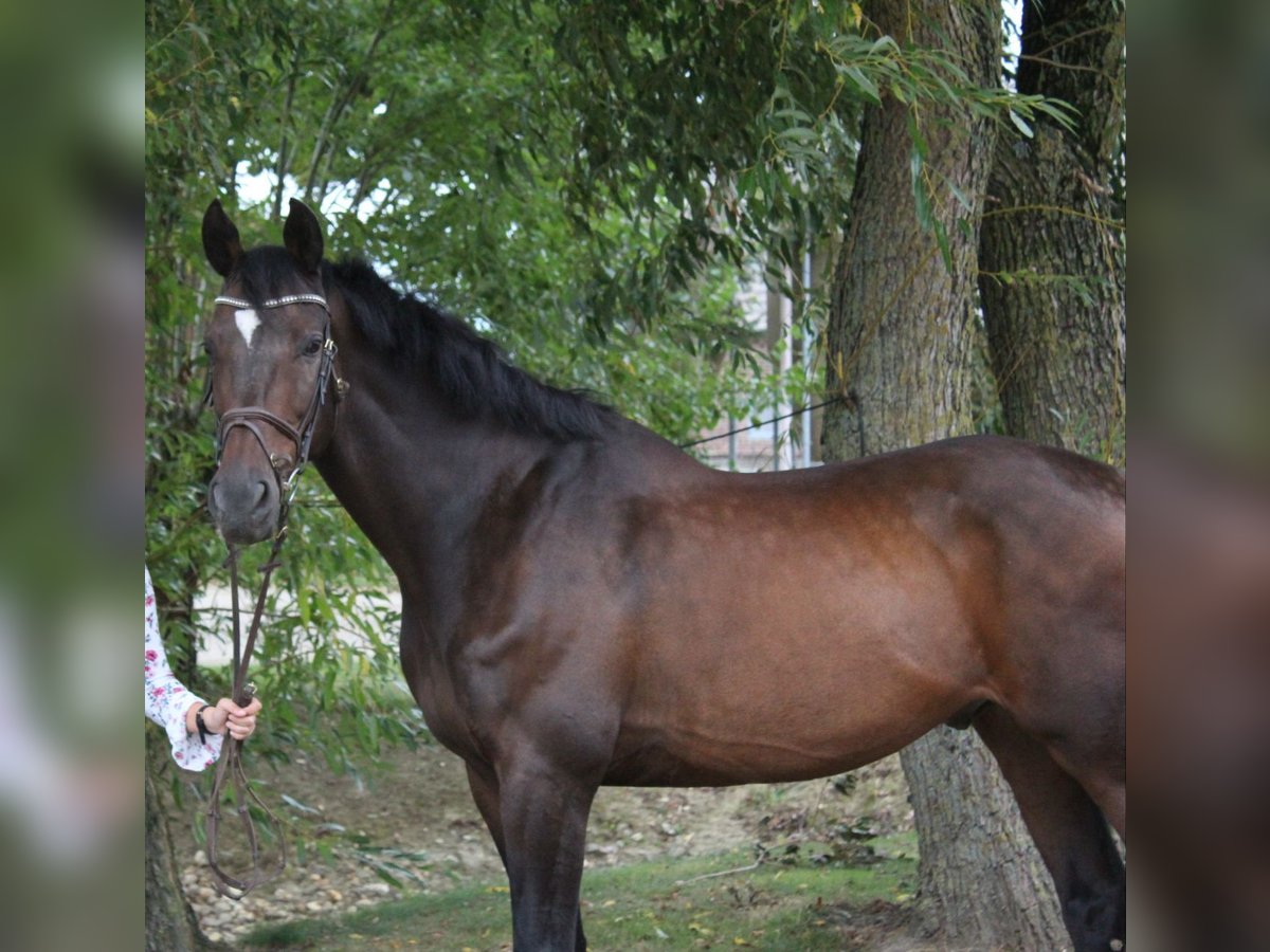 Koń reński Wałach 20 lat 170 cm Ciemnogniada in Goch